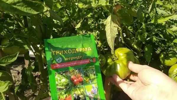 Особенности обработки томатов фунгицидом «Пеннкоцеб»