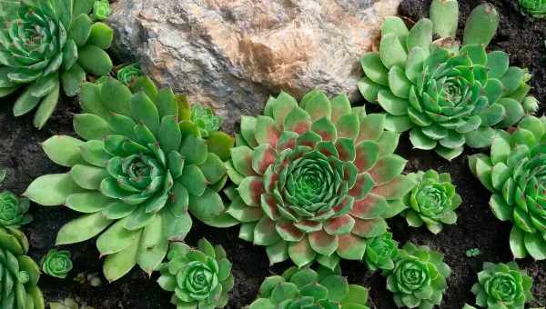 Молодило или каменная роза: виды растения, особенности ухода применение в декоре сада